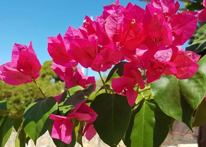 Irenulla * Posidhonía